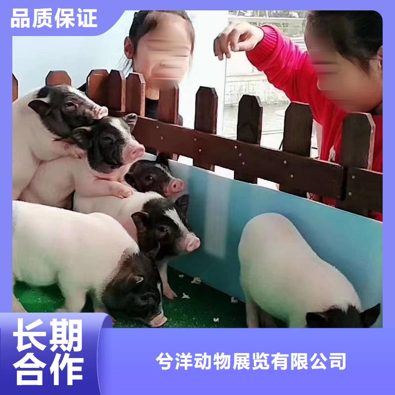 动物出租活动案例