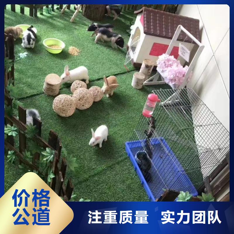 【马戏团/羊驼】 小香猪宠物出租多年经验