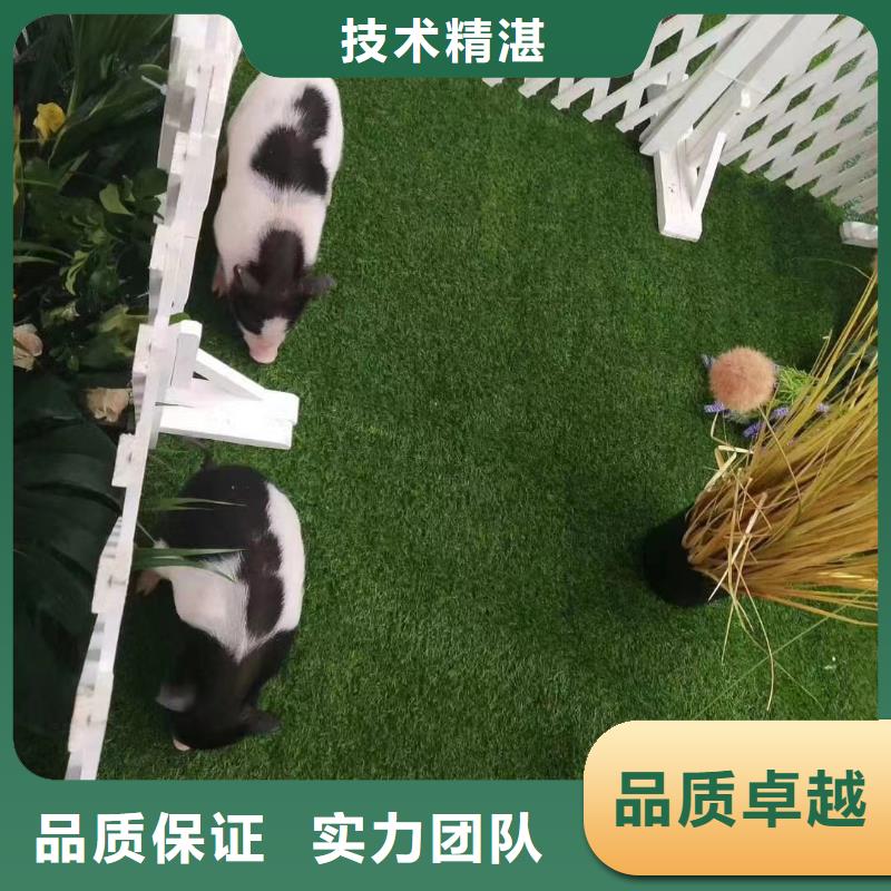 马戏团/羊驼海洋展租赁2025公司