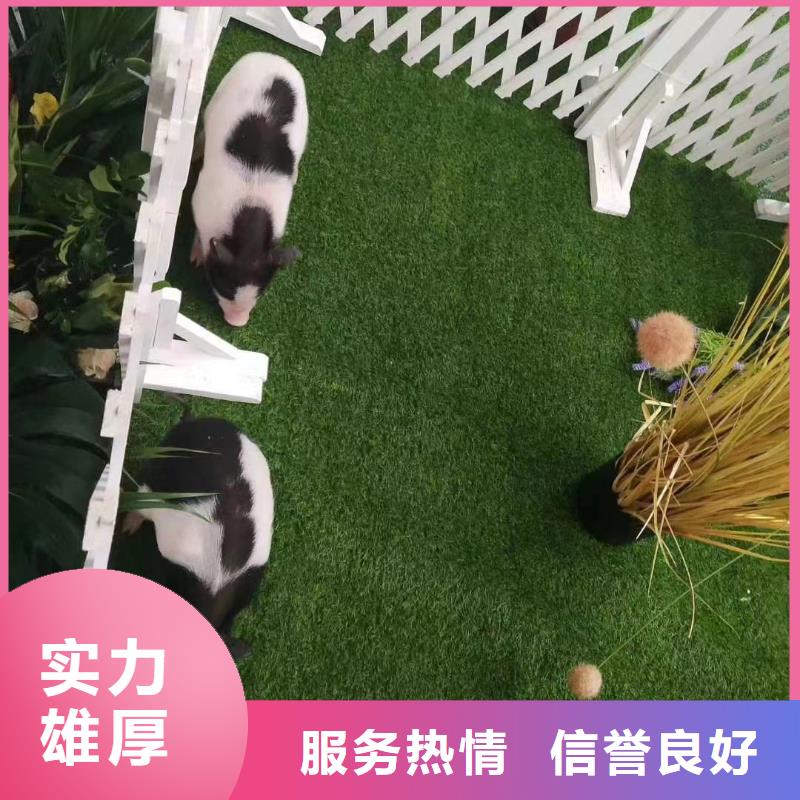 欢迎访问##羊驼出租##厂家