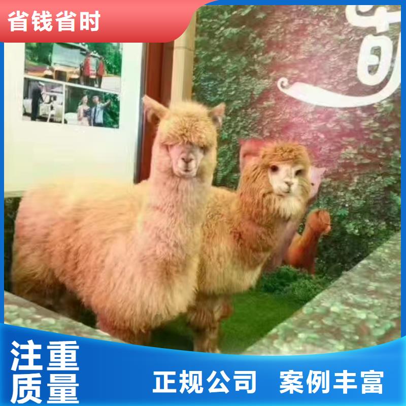 马戏团/羊驼海狮表演出租专业公司