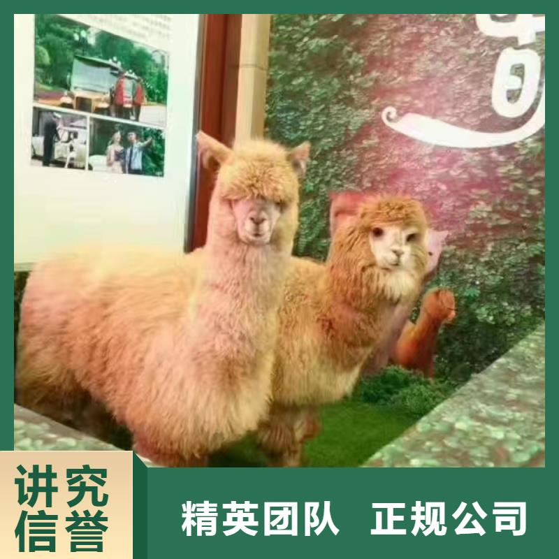 马戏团/羊驼鹦鹉表演租赁优质服务