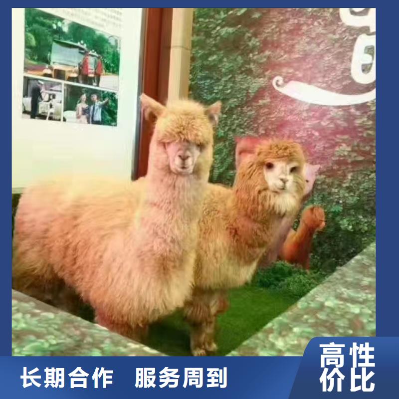 马戏团/羊驼鹦鹉表演出租品质好