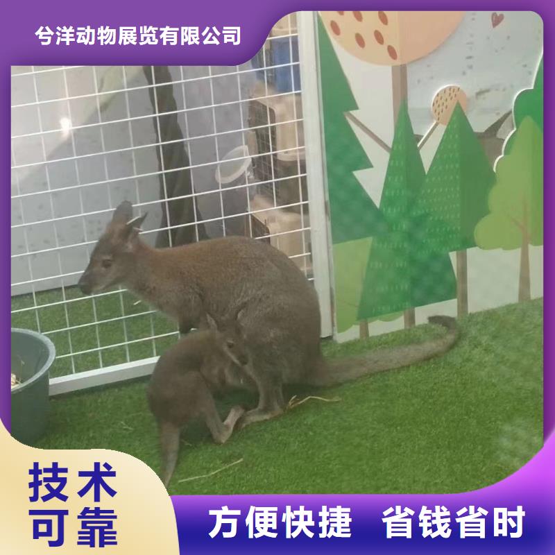 马戏团/羊驼【海狮表演租赁】专业可靠
