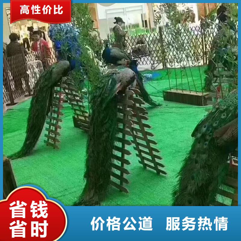 马戏团/羊驼海狮演出多年行业经验