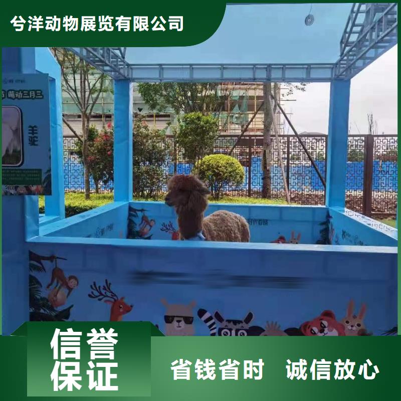 兮洋出租表演羊驼马戏团/羊驼【羊驼出租】技术比较好