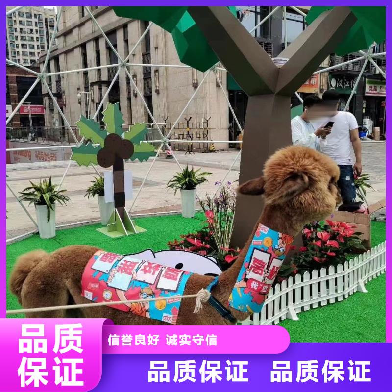马戏团/羊驼海狮表演出租质量保证
