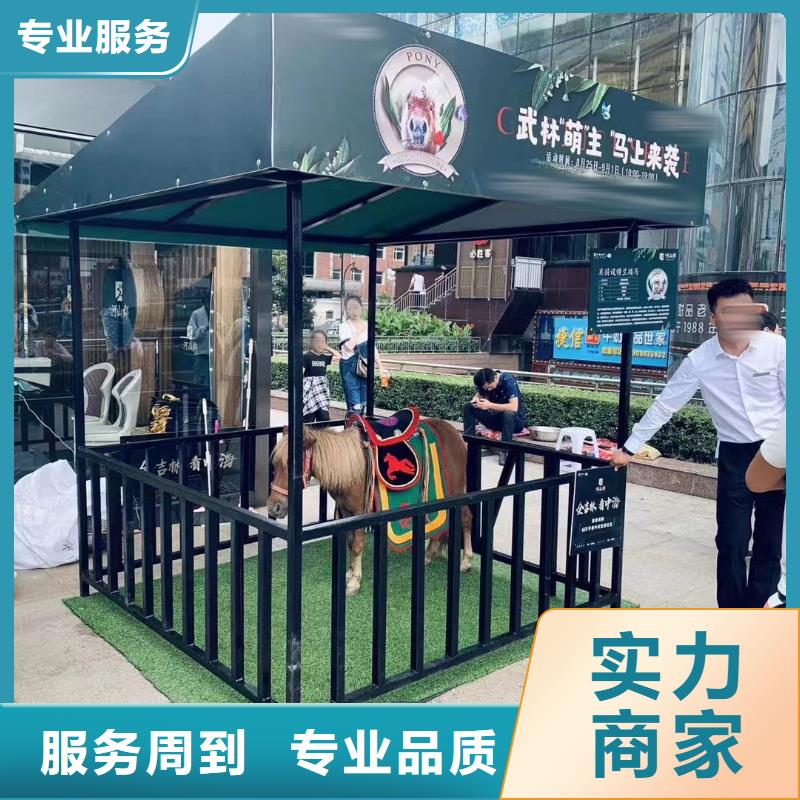 马戏团/羊驼表演羊驼租赁服务至上