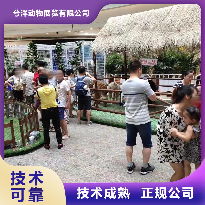 马戏团/羊驼海狮表演出租口碑商家