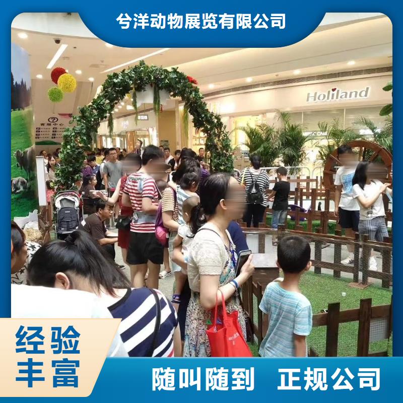 欢迎访问##羊驼出租##厂家