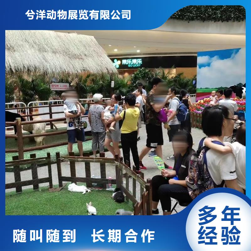 动物表演租赁诚信厂家