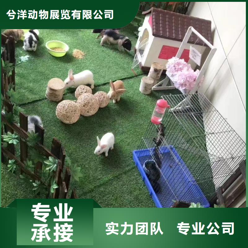 马戏团/羊驼,海狮表演出租专业公司