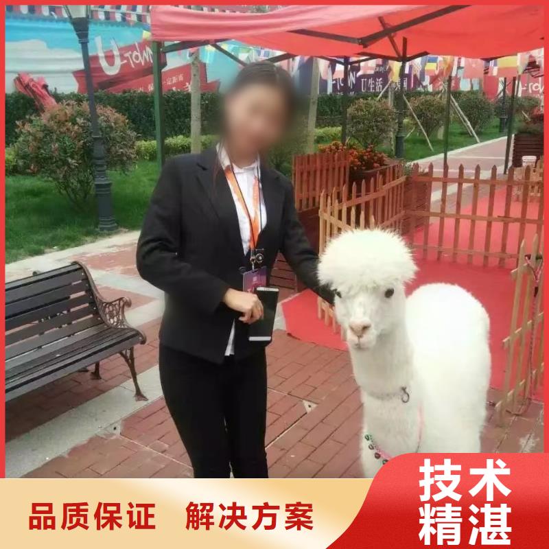 马戏团/羊驼【出租企鹅表演】快捷