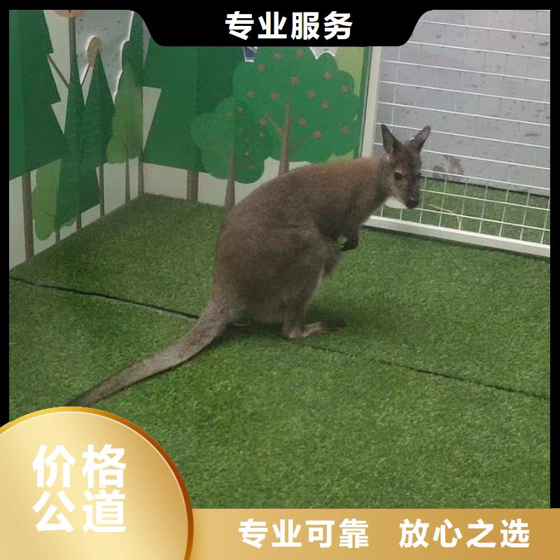 马戏团/羊驼企鹅出租品质优