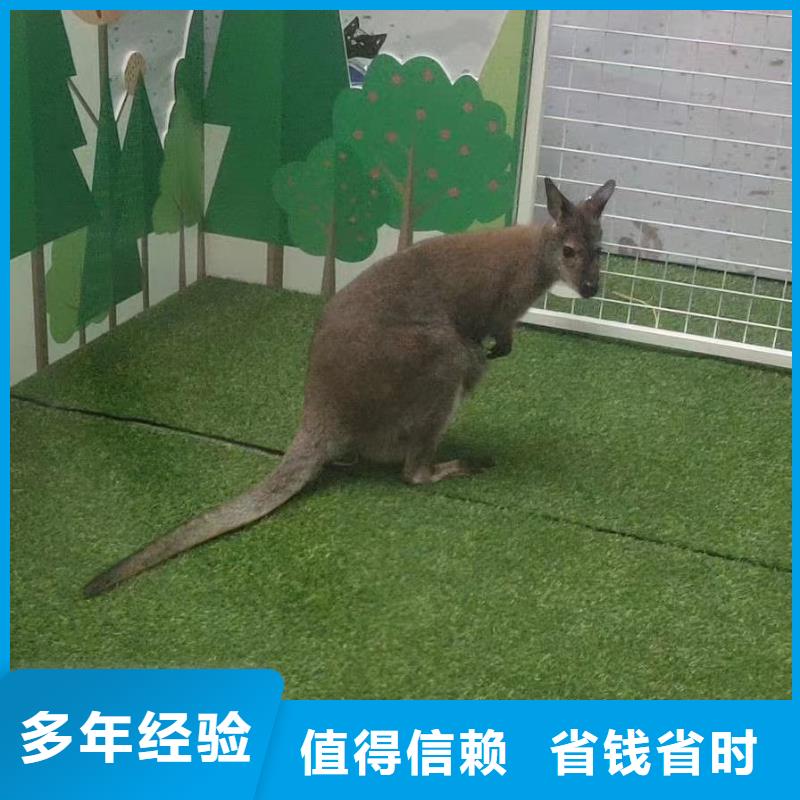 马戏团/羊驼【企鹅演出】放心