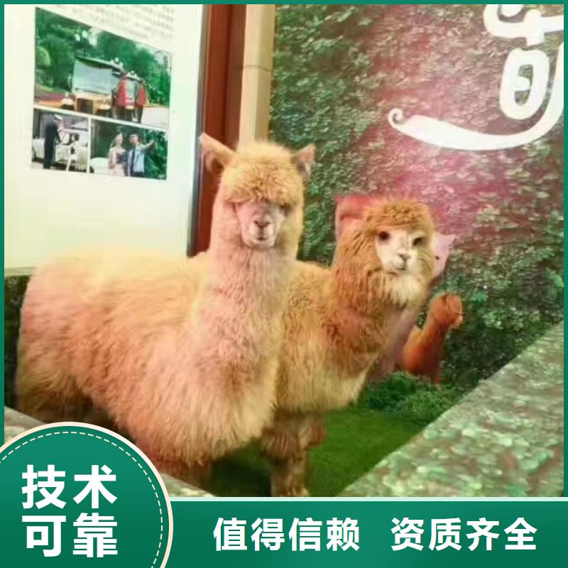 实力强有保证马戏团/羊驼_【美人鱼表演】快速