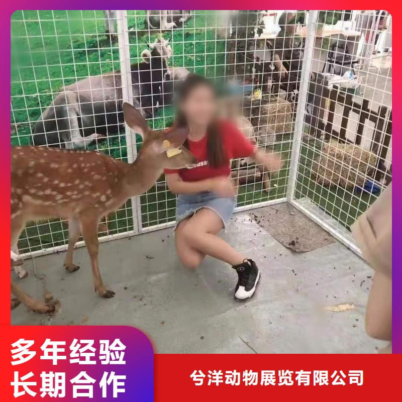 小马戏表演出租图片