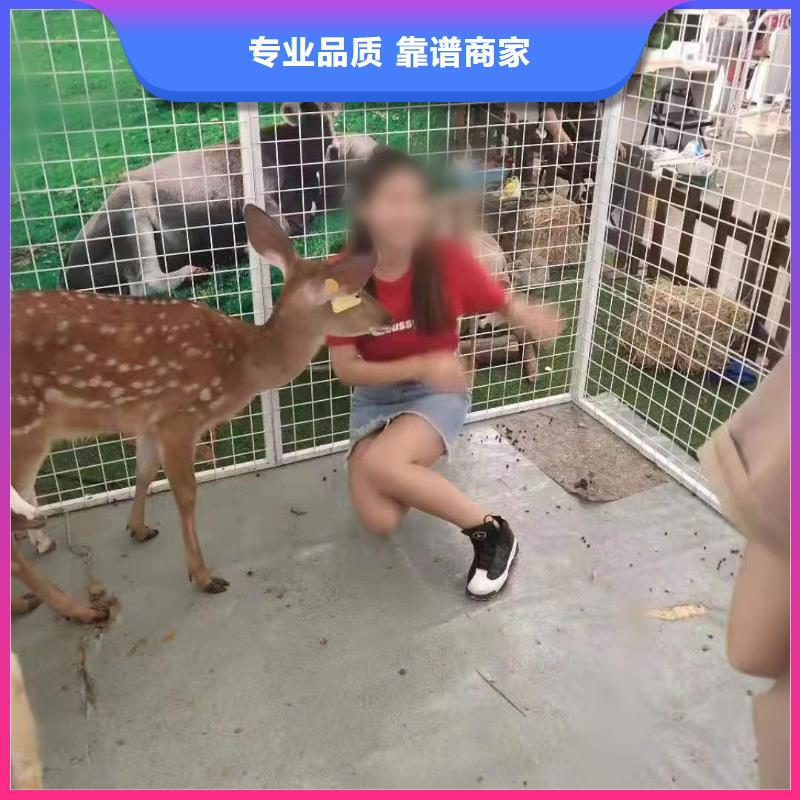 马戏团/羊驼马戏团表演服务周到