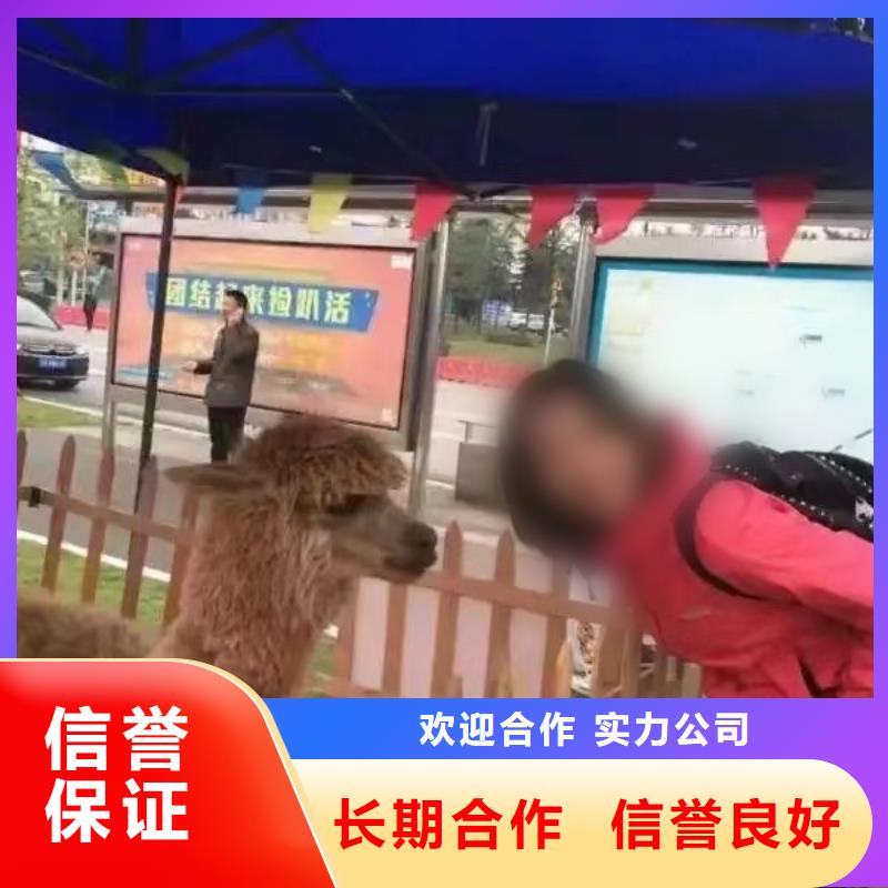 马戏团表演出租实力强