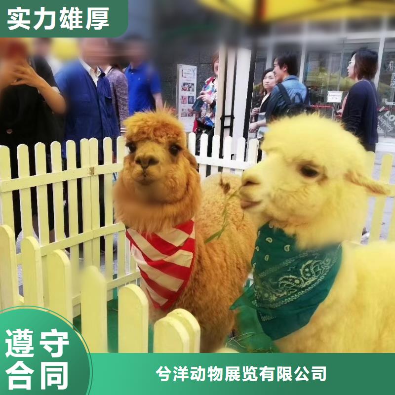 羊驼租赁马戏团表演_羊驼租赁马戏团表演有限公司