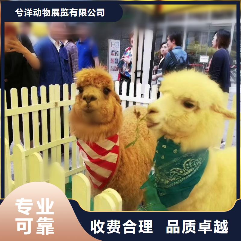 马戏团出租表演