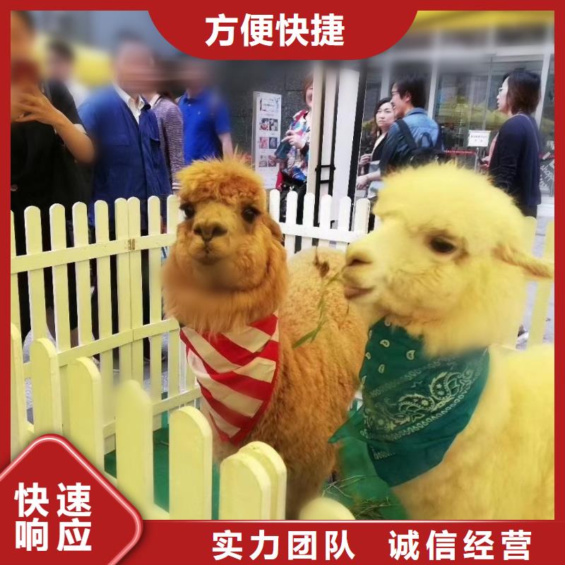 马戏团/羊驼美人鱼表演解决方案