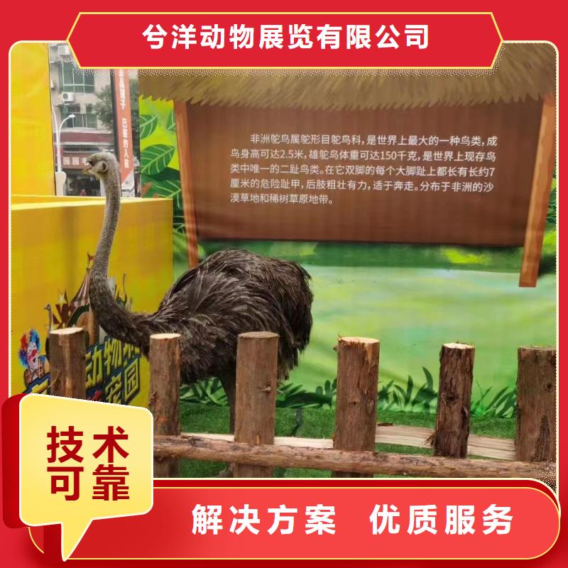 马戏团/羊驼-【海狮杂技表演】实力雄厚