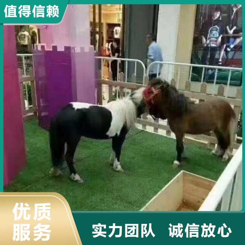 马戏团/羊驼出租表演鹦鹉服务周到