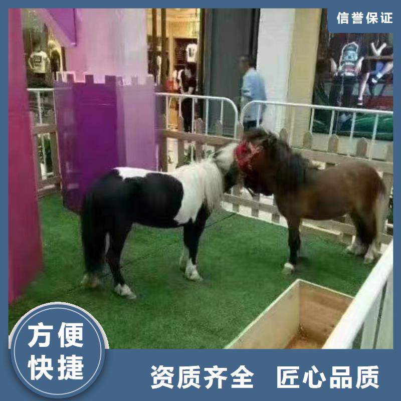 哪有出租羊驼的一手资源
