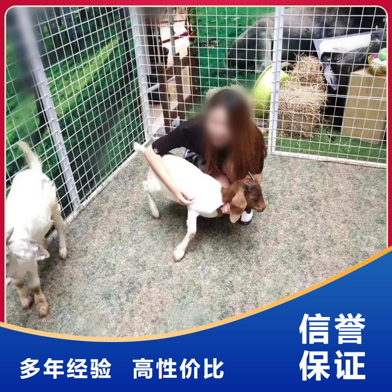 羊驼出租一手资源