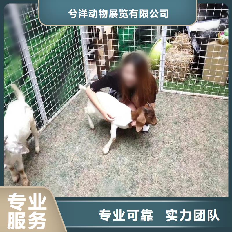 马戏团/羊驼企鹅租赁长期合作