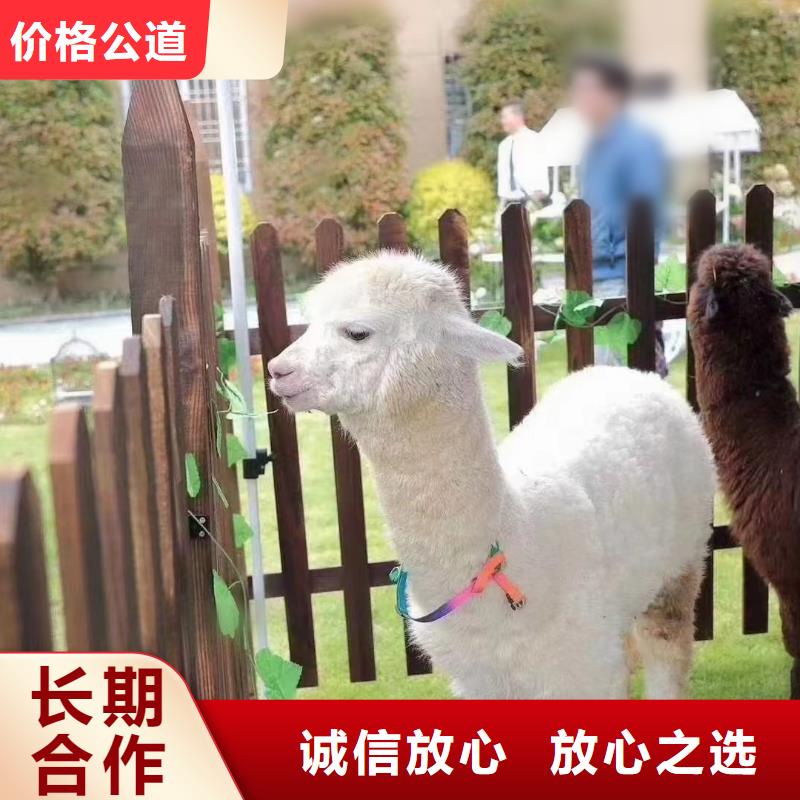 哪里有羊驼租赁的点击