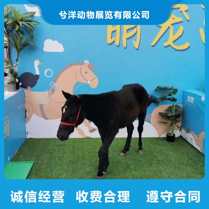 租赁羊驼免费策划