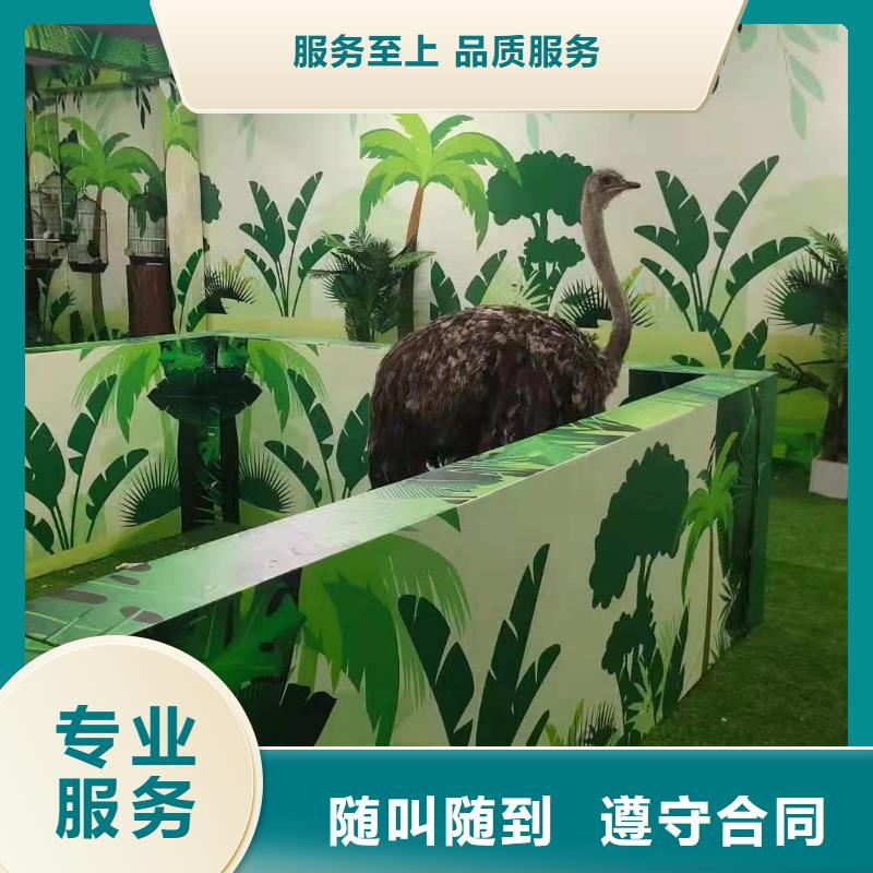 马戏团/羊驼【企鹅演出】2025专业的团队