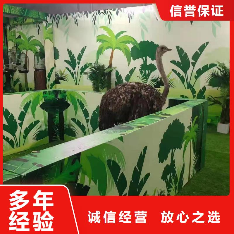 动物表演出租活动图片
