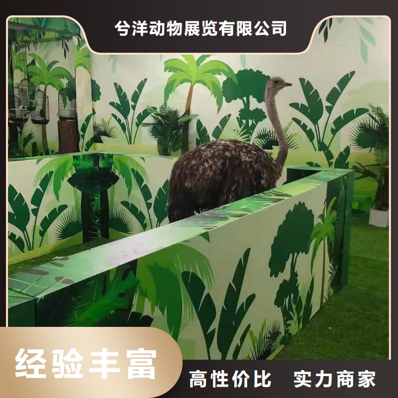 马戏团/羊驼美人鱼表演技术好