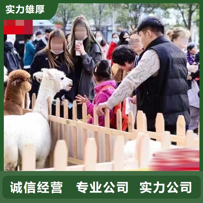 哪有出租羊驼的一手资源