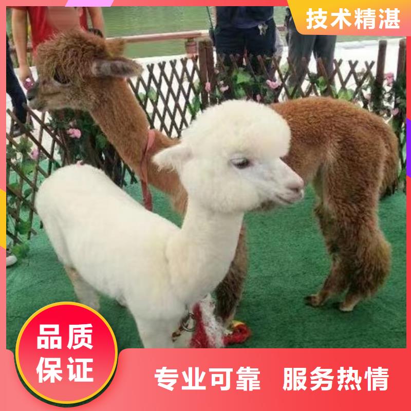 马戏团/羊驼海狮表演出租效果满意为止