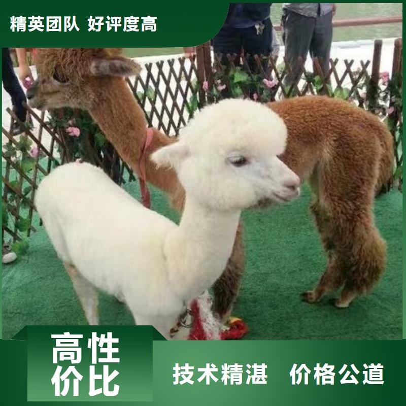 马戏团/羊驼海狮表演出租匠心品质
