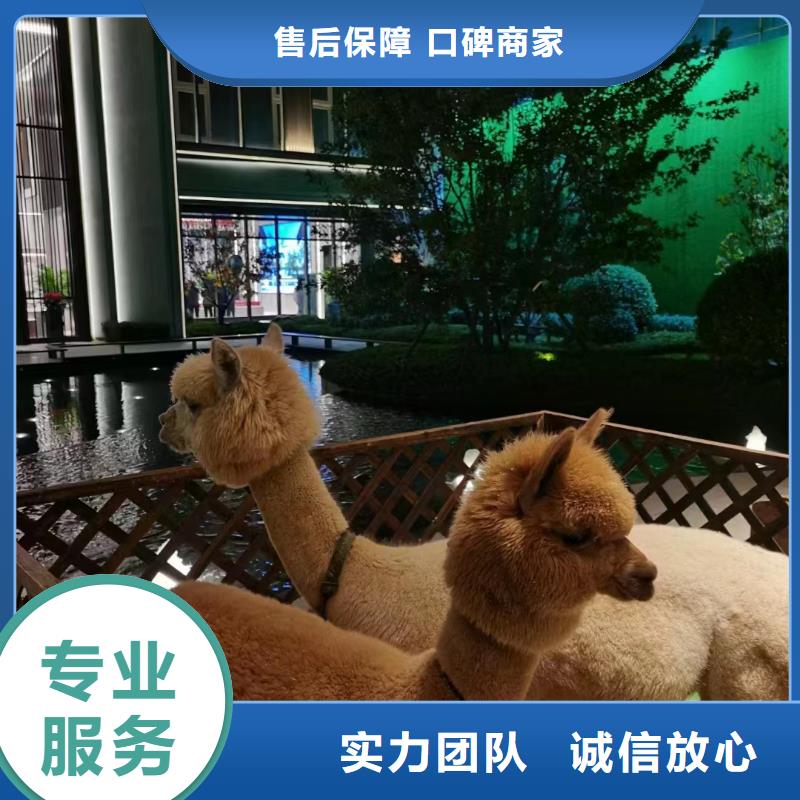马戏团/羊驼吉祥百鸟展一站搞定