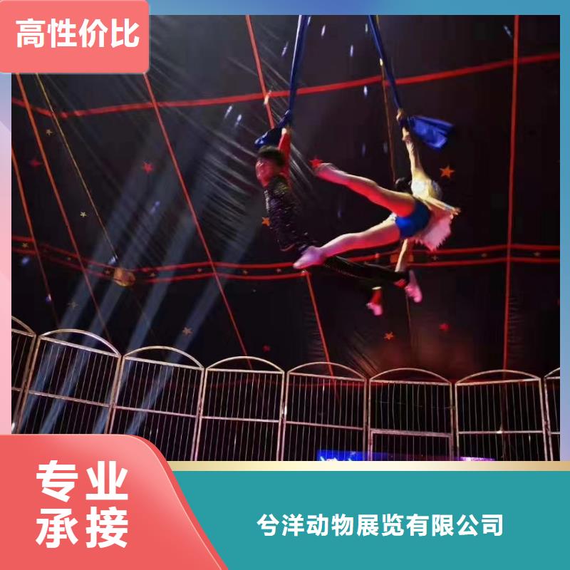 【马戏团/羊驼海狮表演出租多年行业经验】