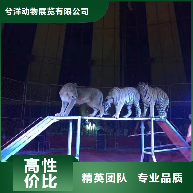 马戏团/羊驼-企鹅出租表演品质卓越