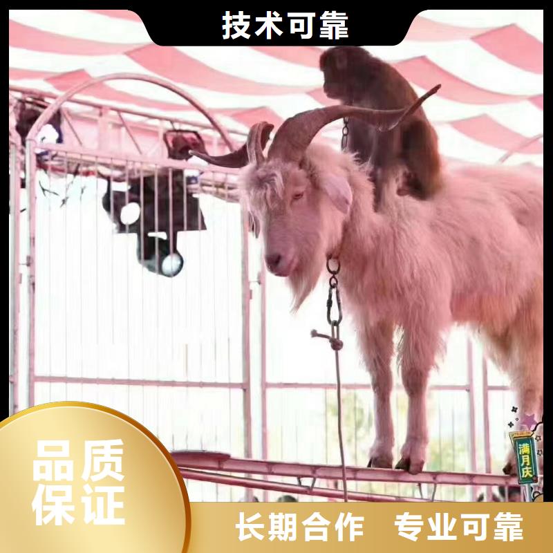 哪有出租羊驼的联系方式