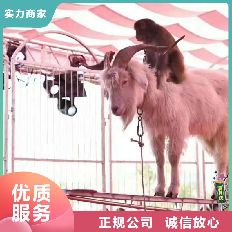 马戏团/羊驼出租表演鹦鹉服务周到
