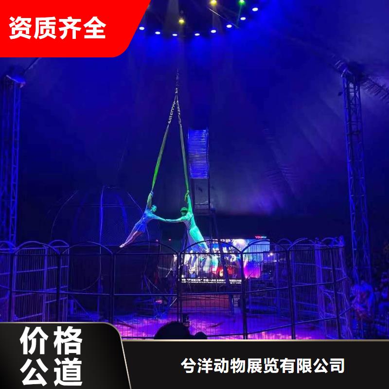马戏团/羊驼_杂技表演技术成熟