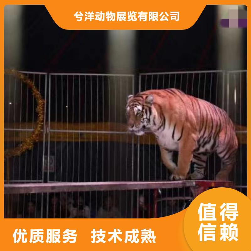 哪有出租动物的周边