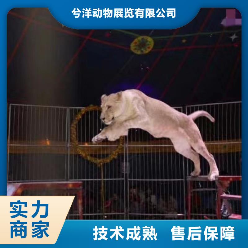 马戏团表演出租实力强