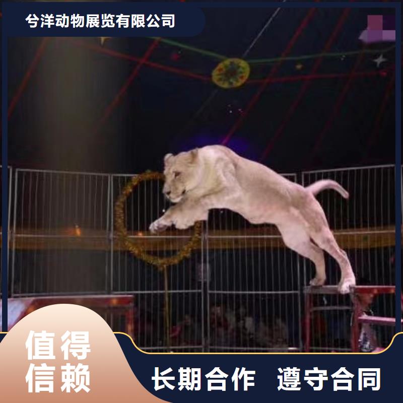 兮洋出租表演羊驼马戏团/羊驼 【海洋展租赁】专业公司39065.com