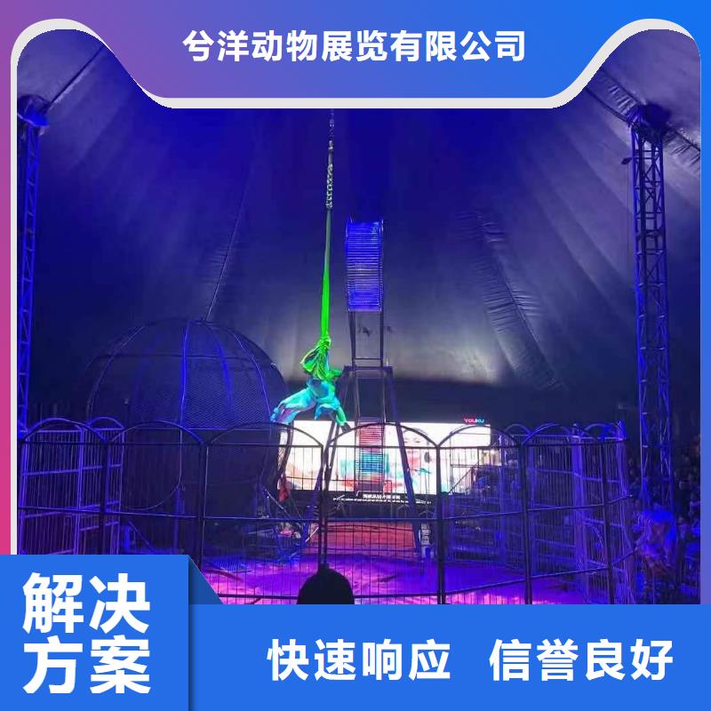 马戏团/羊驼死轮表演2025公司精心