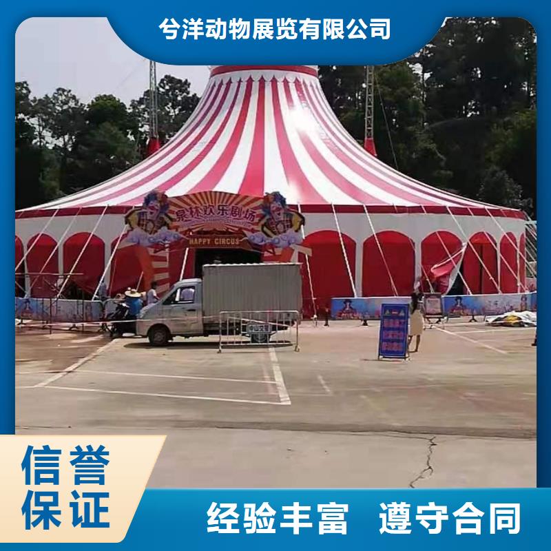 马戏团表演出租实力强